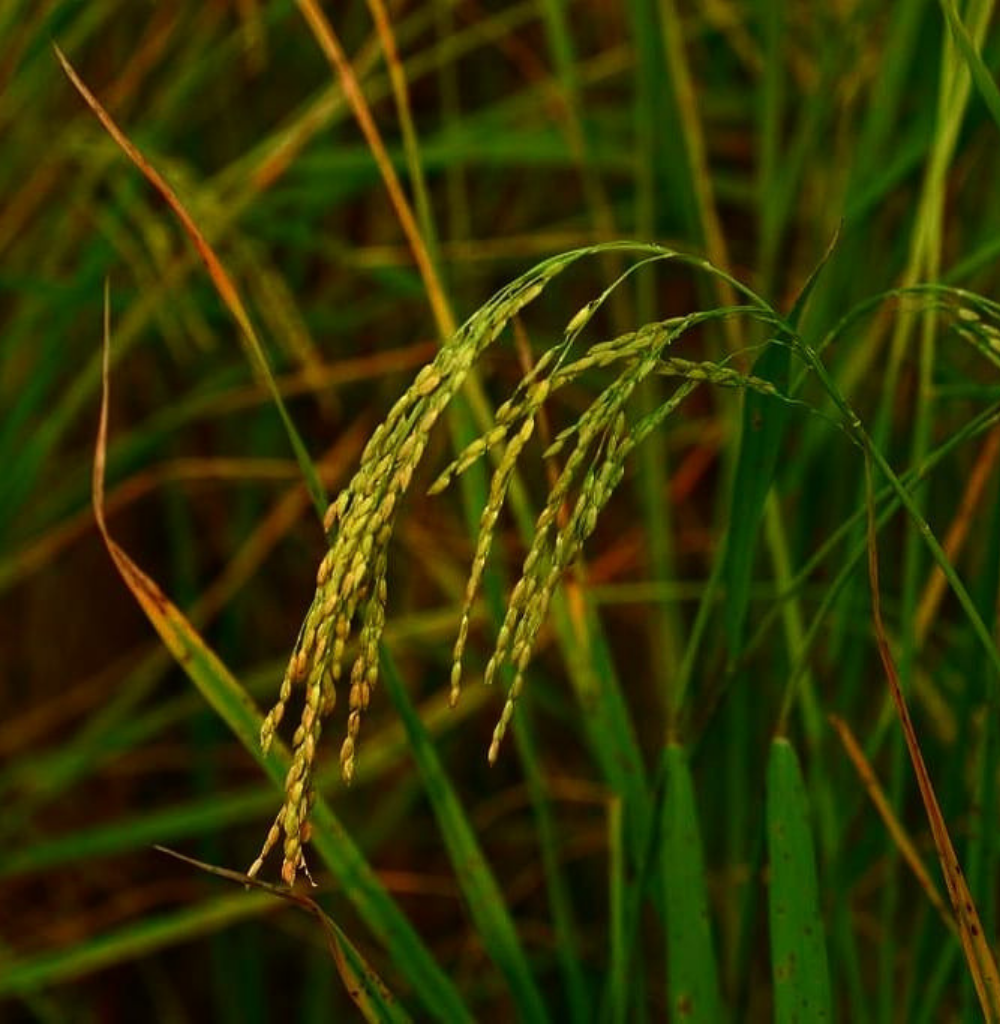 Gobindo Bhog Fragrant Rice (Raw)